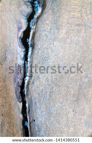 Tree cracked old gray-blue trunk, vertical background texture close up detail
