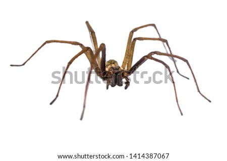 Giant house spider (Eratigena atrica) frontal view of arachnid with long hairy legs isolated on white background Royalty-Free Stock Photo #1414387067