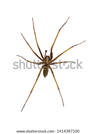 Giant house spider (Eratigena atrica) top down view of arachnid with long hairy legs isolated on white background Royalty-Free Stock Photo #1414387100