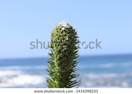 White flowers blooming plant on the background of the ocean, Tenerife island