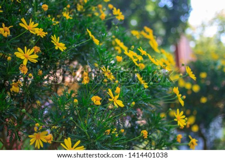 Royalty high quality free stock image of Yellow Daisy flowers