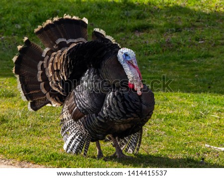A turkey strutting on a organic farm Royalty-Free Stock Photo #1414415537
