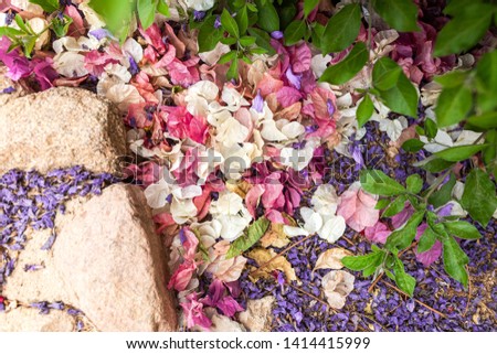 Closeup top view of colorful bright white, pink and purple dry fallen petals of different flowers laying on ground outdoors in summer garden. Natural pastel photo background.