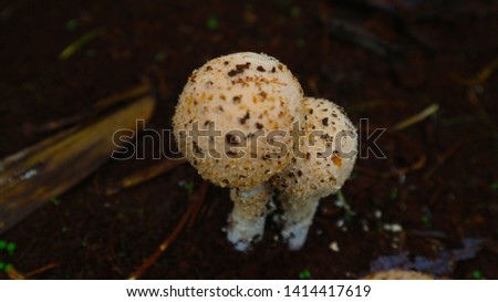 Toadstool (Amanita echinocephala) representative of poisonous mushrooms from the toadstool family