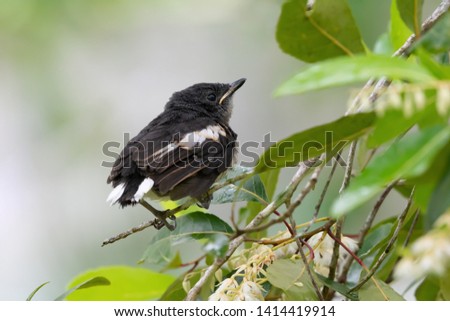 Closeup of juvenile  songbird    perching on branch of Fairy petticoats ,over shoulder shot.
Oriental magpie robin young bird,rear view .
