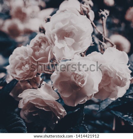 
Stylized roses on a branch close up
