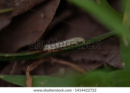 worm walking over a leaf