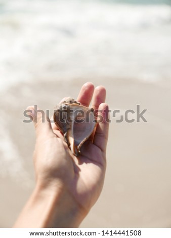 Hand holding conch shell in front of the ocean, The beautiful conch in hand, against a seascape background.