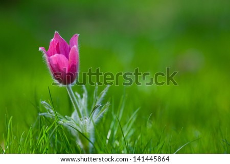 Picture of snowdrop against green grass (focus on a flower)