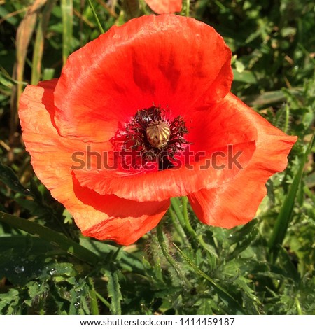 Macro photo nature plant flower poppy. Background texture of a blooming wild poppy flower. Image of poppy bud on the field