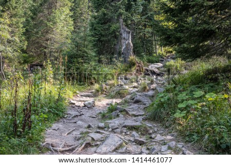 scenic beautiful tourist trail footpath in green forest. rock covered trail