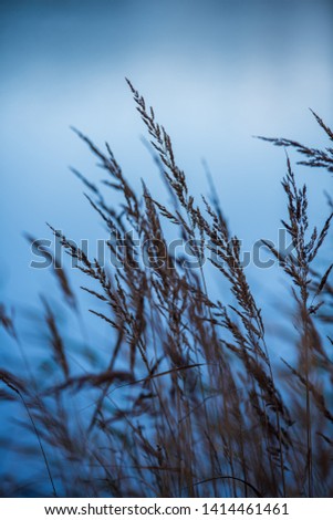 dry grass bents on blur background texture in nature