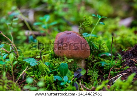 mushroom in green forest moss in summer. blur background