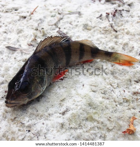 Macro photo of nature fish European perch. Texture background fish perch lies on the sand. Predatory river striped fish perch with a sharp comb