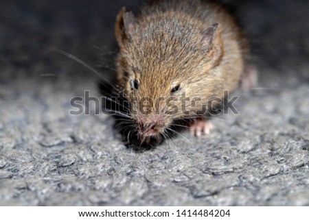 Selective focus of a little mouse on grey doormat, Close Up face of wild brown house mus.