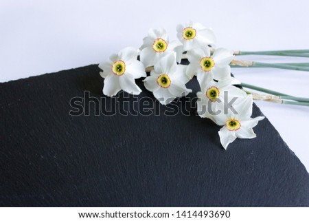 White daffodils on an even background. The concept of spring. Gentle spring flower.