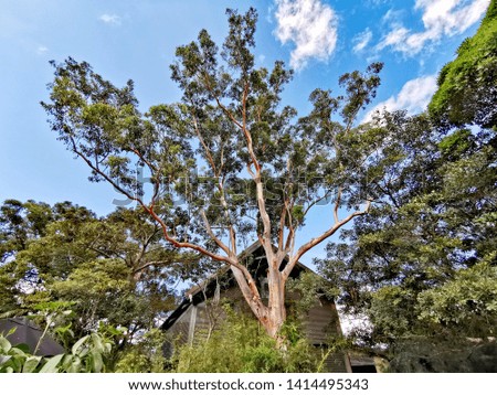 this​ is​ a huge​ eucalyptus​ tree