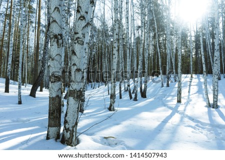Birch Trees in the Nature in Winter Landscape, Sunburst Sunny Day in Winter Park Against the Background of Floating on the Blue Sky Cumulus Clouds Bright, Jolly Sunny Winter Day,  Silver Grove