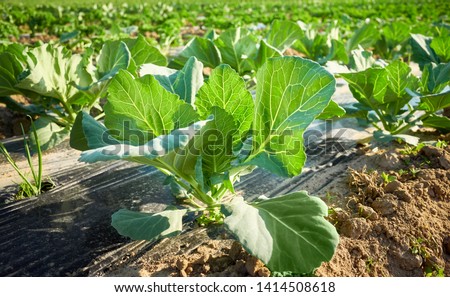 Picture of a cabbage on organic farm field with patches covered with plastic mulch used to suppress weeds and conserve water.