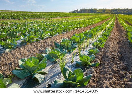 Picture of an organic farm field with patches covered with plastic mulch used to suppress weeds and conserve water.