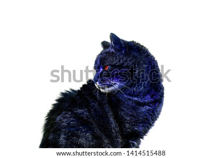 Cat isolate on a white background. Blue monster cat with red eyes.
