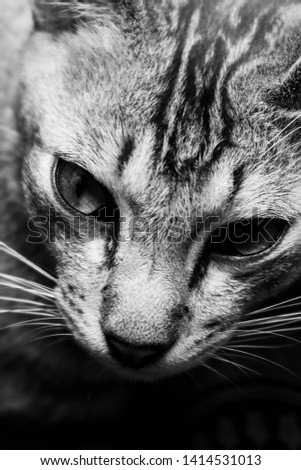 Close Up Image Of Cat.