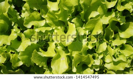 Lettuce grows close up in summer.
