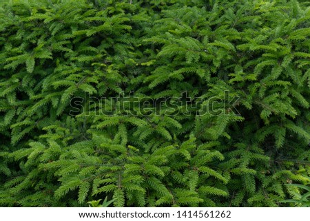 Background Green Prickly Branches Of A Fur-Tree Or Pine