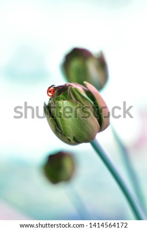Red ladybird with black dots on a tulip in pastel colors.