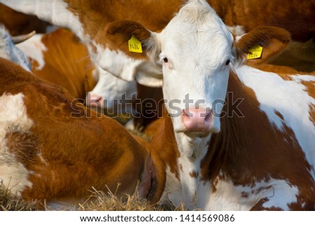 Close-up of a herd of cattle