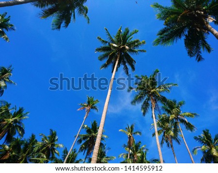coconut trees farm in sky summer  
