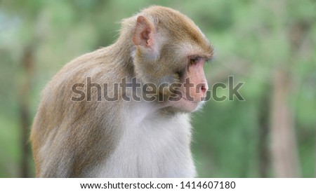 Rhesus macaques are diurnal animals, and both arboreal and terrestrial. They are quadrupedal and, when on the ground, they walk digitigrade and plantigrade - Image Royalty-Free Stock Photo #1414607180