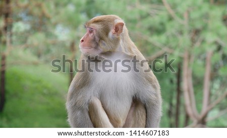 Rhesus macaques are diurnal animals, and both arboreal and terrestrial. They are quadrupedal and, when on the ground, they walk digitigrade and plantigrade - Image Royalty-Free Stock Photo #1414607183
