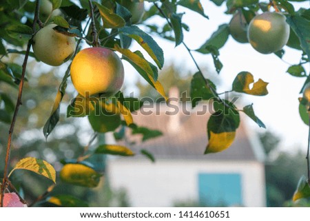 Ripe red and unripe apples on tree in sunny day with country house on the background.