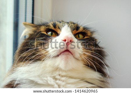 Portrait adult  striped emotions cat on the windowsill indoors