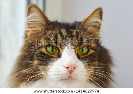 Portrait adult  striped emotions cat on the windowsill indoors