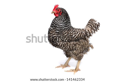 Plymouth Rock Chicken on a white background Royalty-Free Stock Photo #141462334