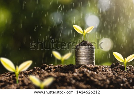 The coins were stacked on the ground and the seedlings were growing on top while the rain was spraying.