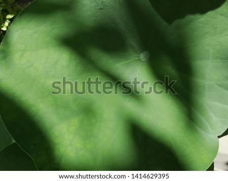 Shadow on lotus leaves, shades of the tree on green lotus leaves