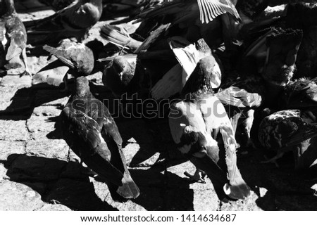 a lot of pigeons, a black-and-white photograph