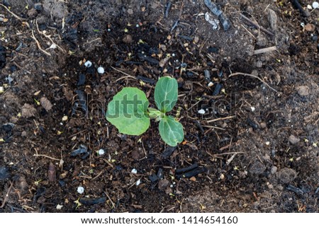 young pumpkin plant in the garden in spring