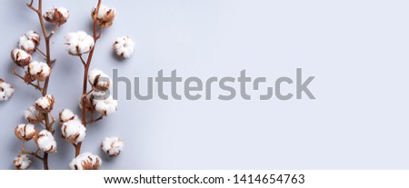 Cotton flower branch on grey background with copy space. Top view. Flat lay. Flowers composition. Cozy winter and organic lifestyle concept. Banner. Royalty-Free Stock Photo #1414654763