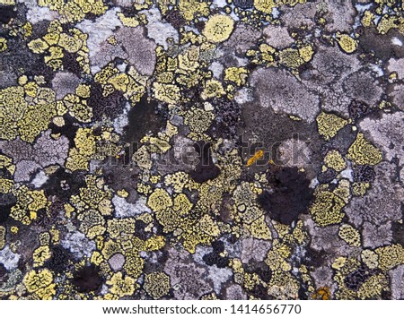 The texture of the lichen on the stone