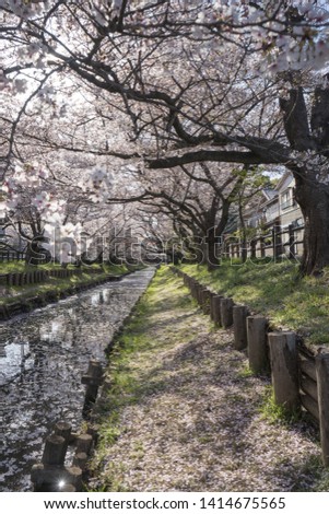 Japanese cherry blossom along riverside in Kawagoe, Japan 