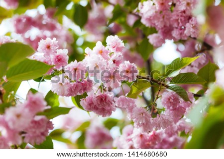 Pink cherry blossom in close up in spring