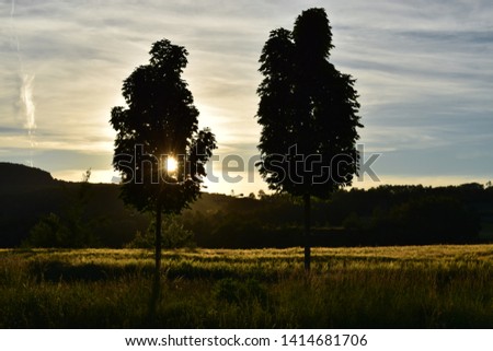 sunset behind tall avenue trees