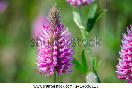 Pink clover close up. Green background. Sunny summer day. Selective focus image, copy space.
