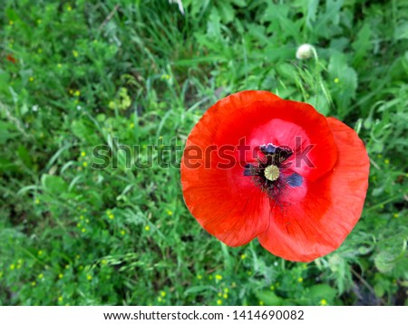                               red poppies on the background of green grass 