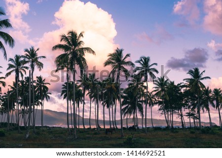 Palm trees silhouettes with dramatic sunrise in  background.