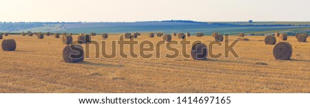 Panoramic image of mown wheat field for a banner. Field after harvest, Big round bales of straw.